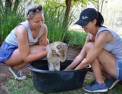 vrijwilligerswerk in het buitenland met dieren