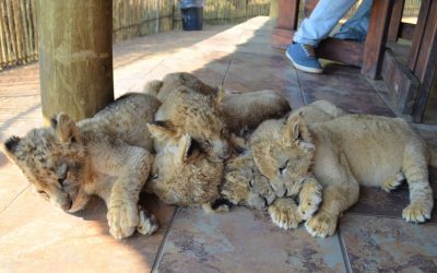 Lion cuddling, who doesn’t want that?